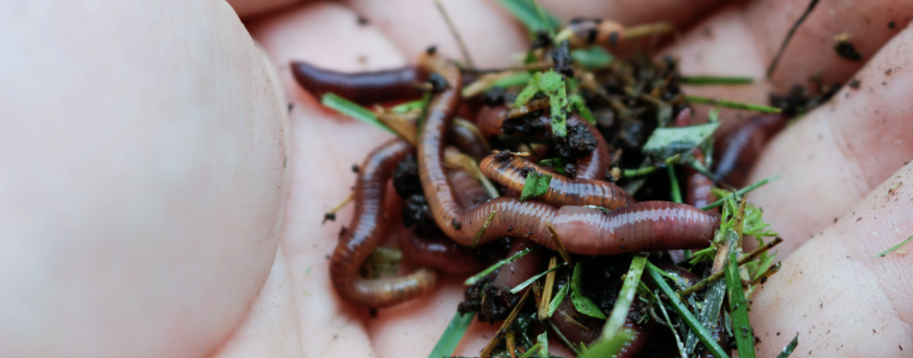 How to Attract Earthworms to Your Garden - Ecoworm Organic